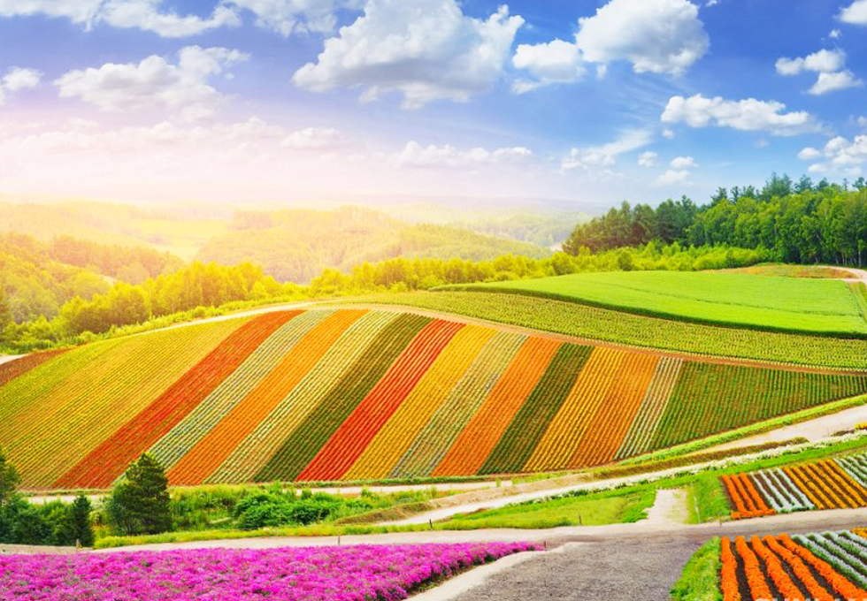 MÙA HÈ HOKKAIDO CÓ GÌ ĐẶC BIỆT